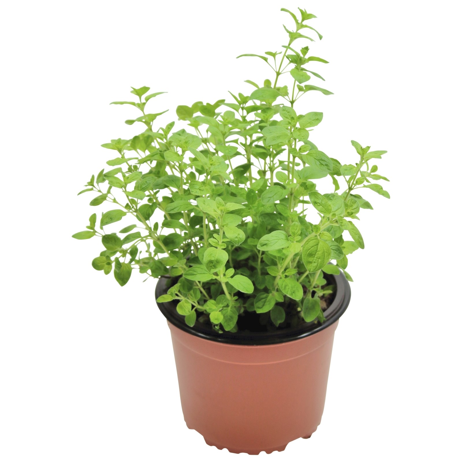 Sol e Crescimento Saudável: A Conexão Direta para um Orégano Forte - inspiração 3