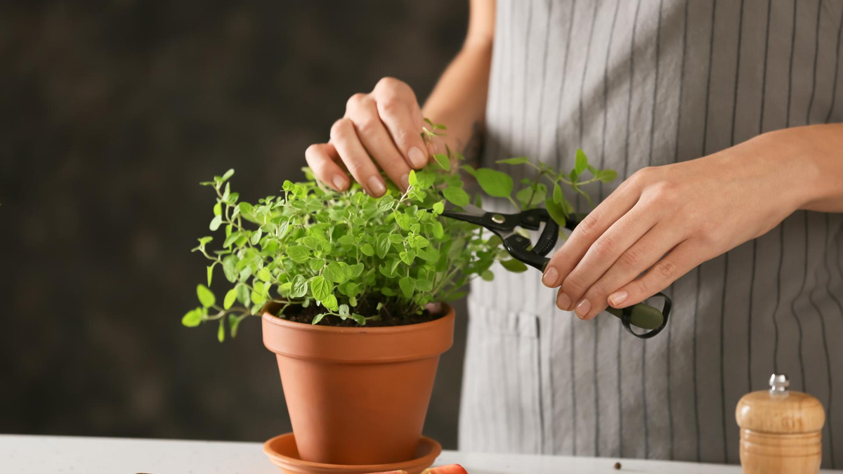 Onde Posicionar seu Orégano: Um Raio-X dos Melhores Lugares - inspiração 1