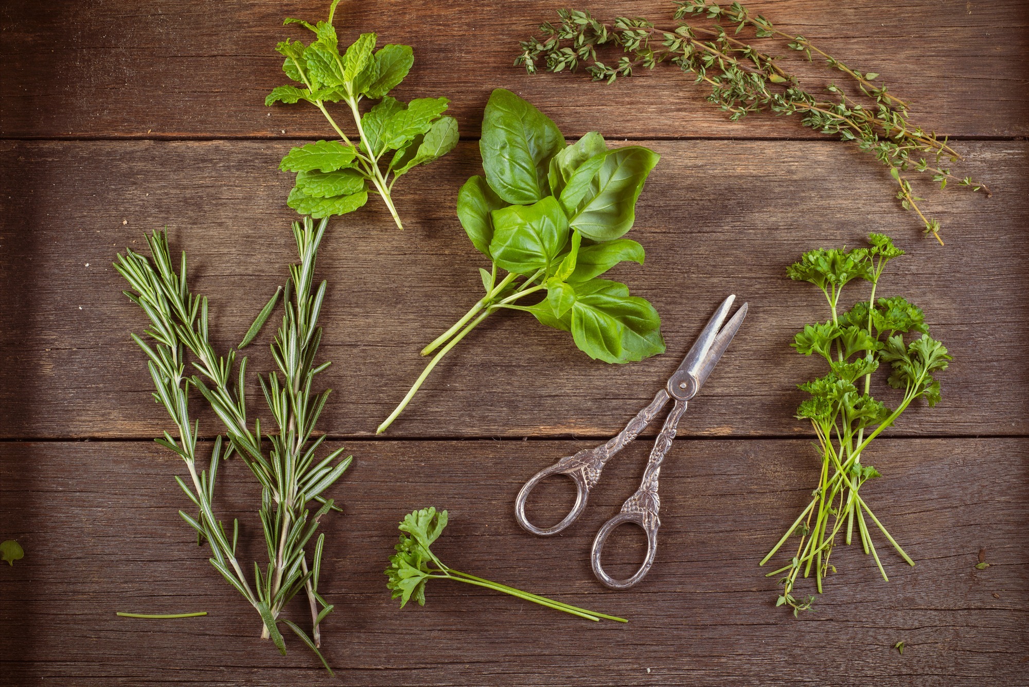 Onde Posicionar seu Orégano: Um Raio-X dos Melhores Lugares - inspiração 2