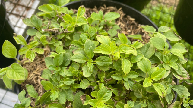A Transição Suave: Adaptando o Orégano à Luz Solar Intensa - inspiração 1