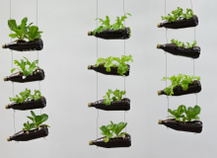 O Orégano de Interior: Superando a Falta de Luz Natural - inspiração 3