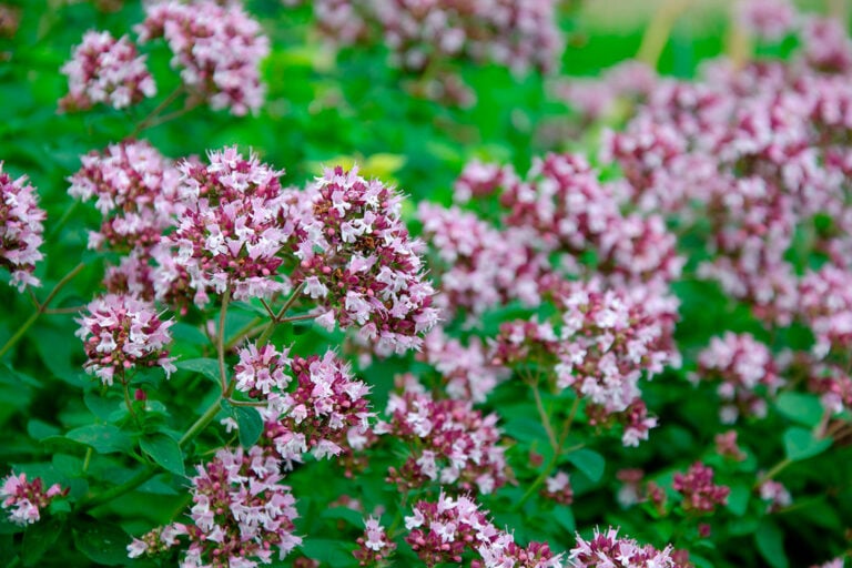 Benefícios do Sol para os Óleos Essenciais: Intensificando Aroma e Sabor - inspiração 1