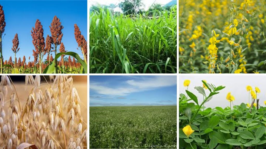 Crotalária: Ouro para solos cansados - inspiração 1