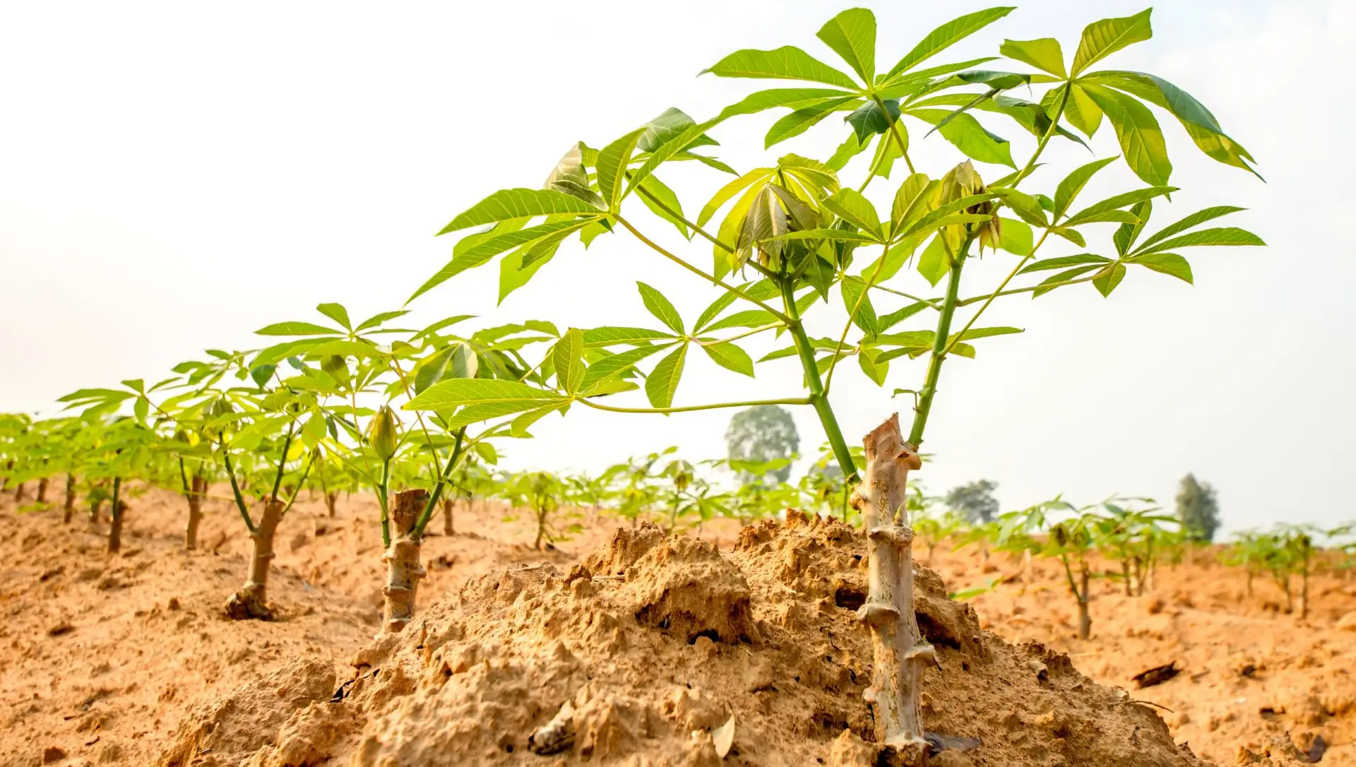 Mix de Gramíneas e Leguminosas: O casamento ideal para resultados completos - inspiração 1
