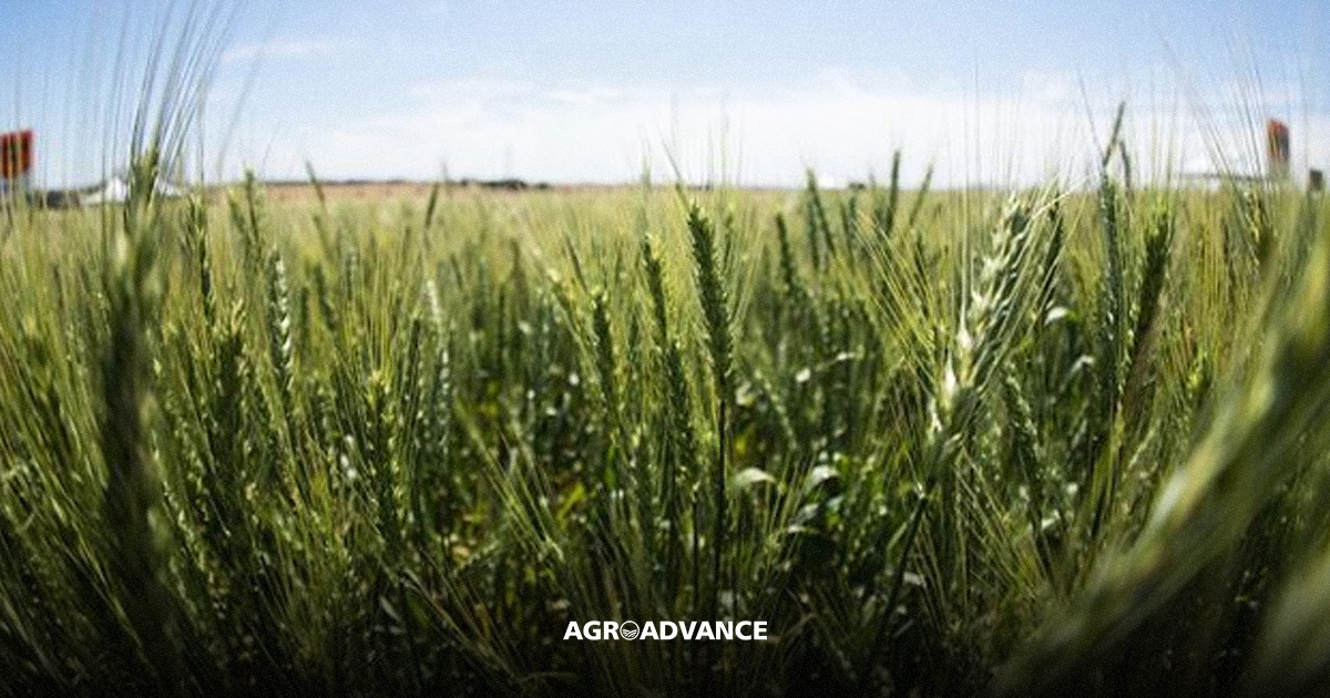 Mucuna-Preta: Escudo natural contra ervas daninhas - inspiração 2