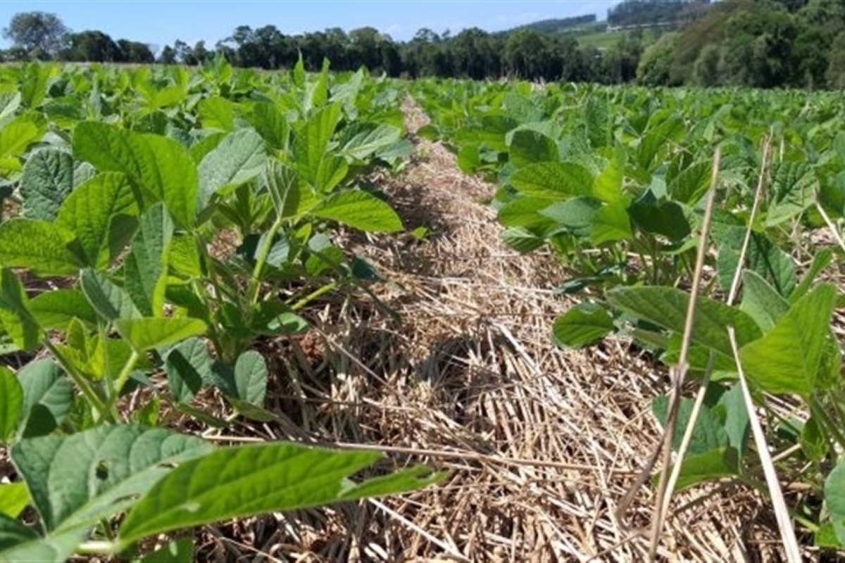 Mucuna-Preta: Escudo natural contra ervas daninhas - inspiração 3