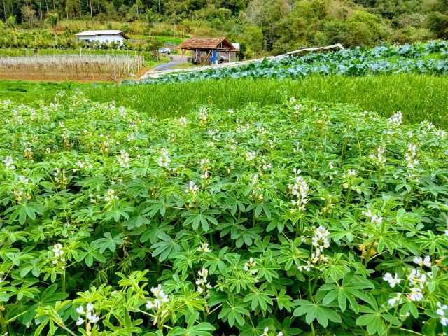 Feijão-Guandu: Raízes que trazem nutrientes do fundo da terra - inspiração 1