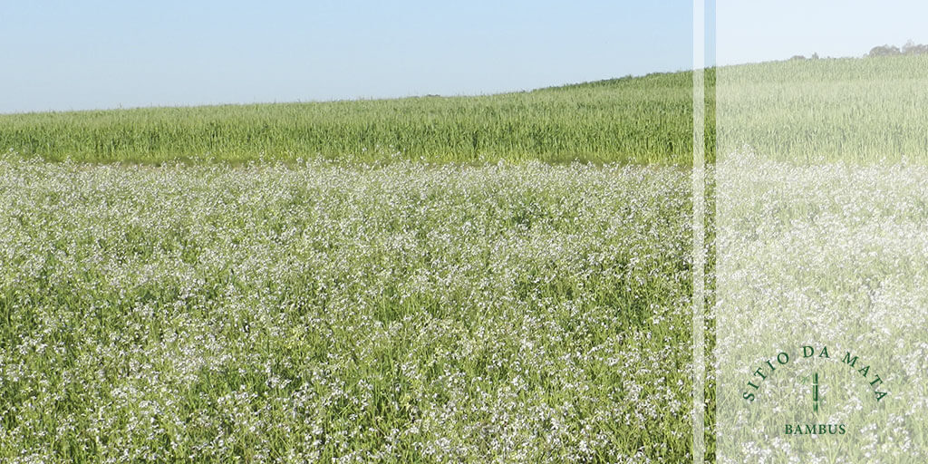 Feijão-Guandu: Raízes que trazem nutrientes do fundo da terra - inspiração 3