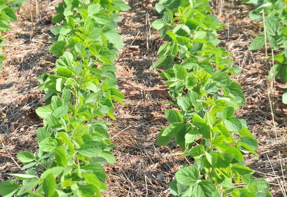 Feijão-de-Porco: Cobertura rápida e eficaz - inspiração 3