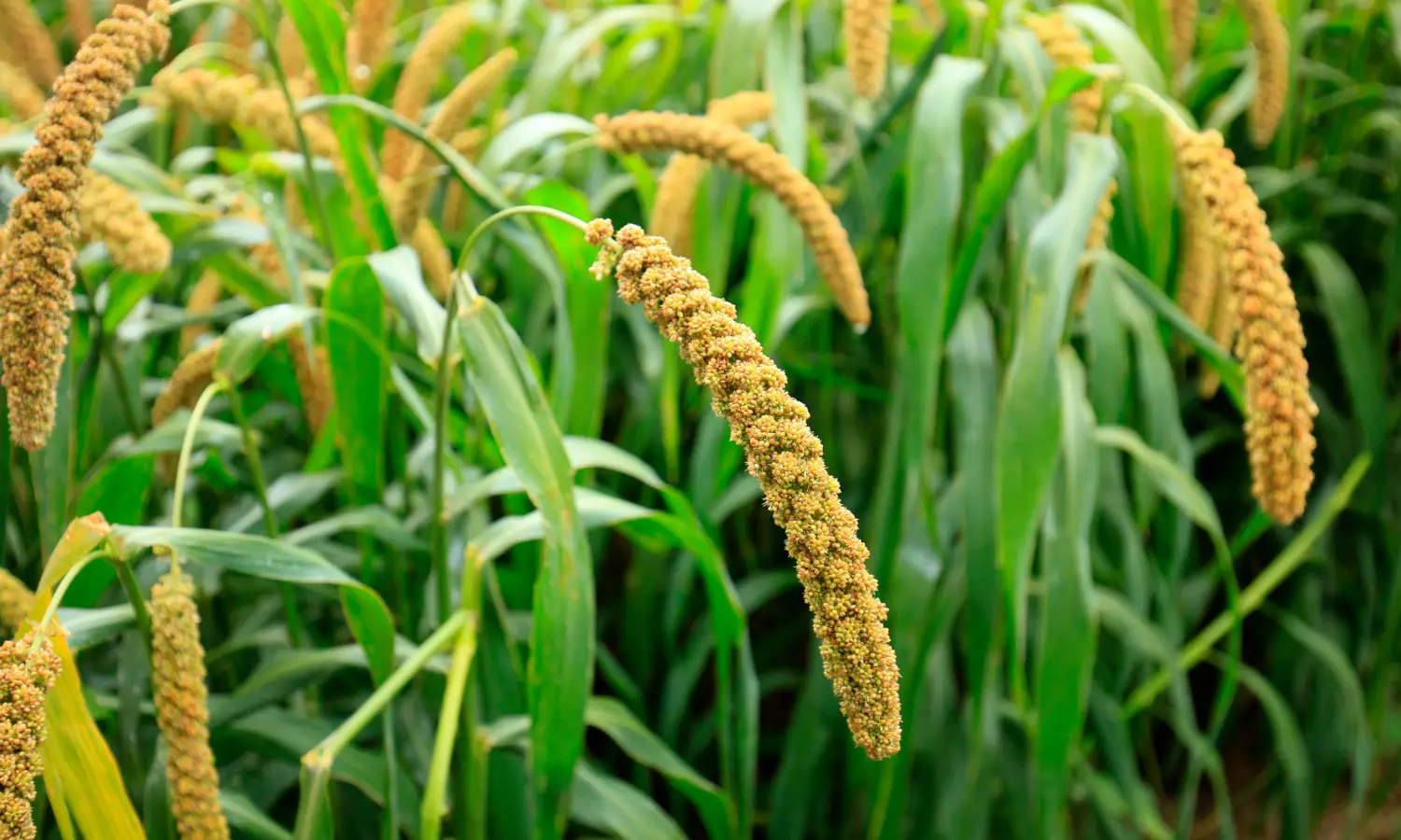 Milheto: Biomassa turbinada para solos mais fortes - inspiração 2