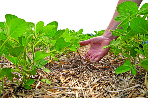 Braquiária: A força bruta que descompacta o solo - inspiração 3