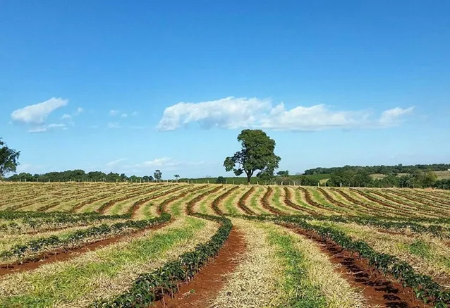 Nabo Forrageiro: A furadeira natural que oxigena a terra - inspiração 1