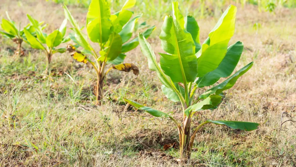 Nabo Forrageiro: A furadeira natural que oxigena a terra - inspiração 2