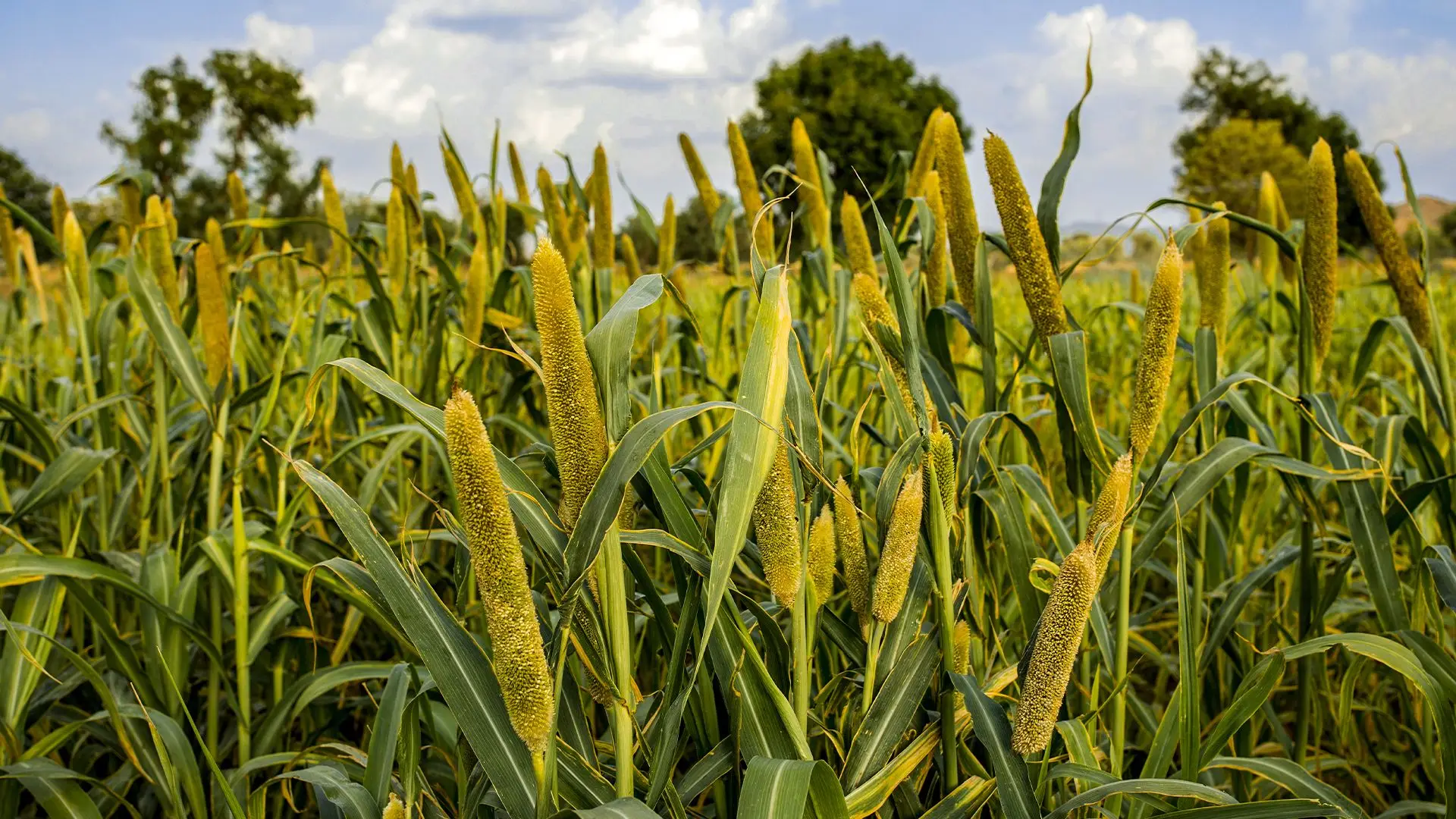 Aveia-Preta: Proteção de inverno contra a erosão - inspiração 2