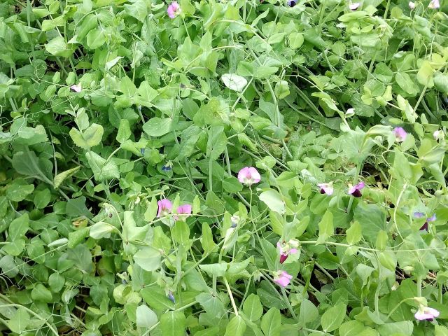 Coquetel de Adubos Verdes: A sinergia perfeita para nutrir o solo - inspiração 2