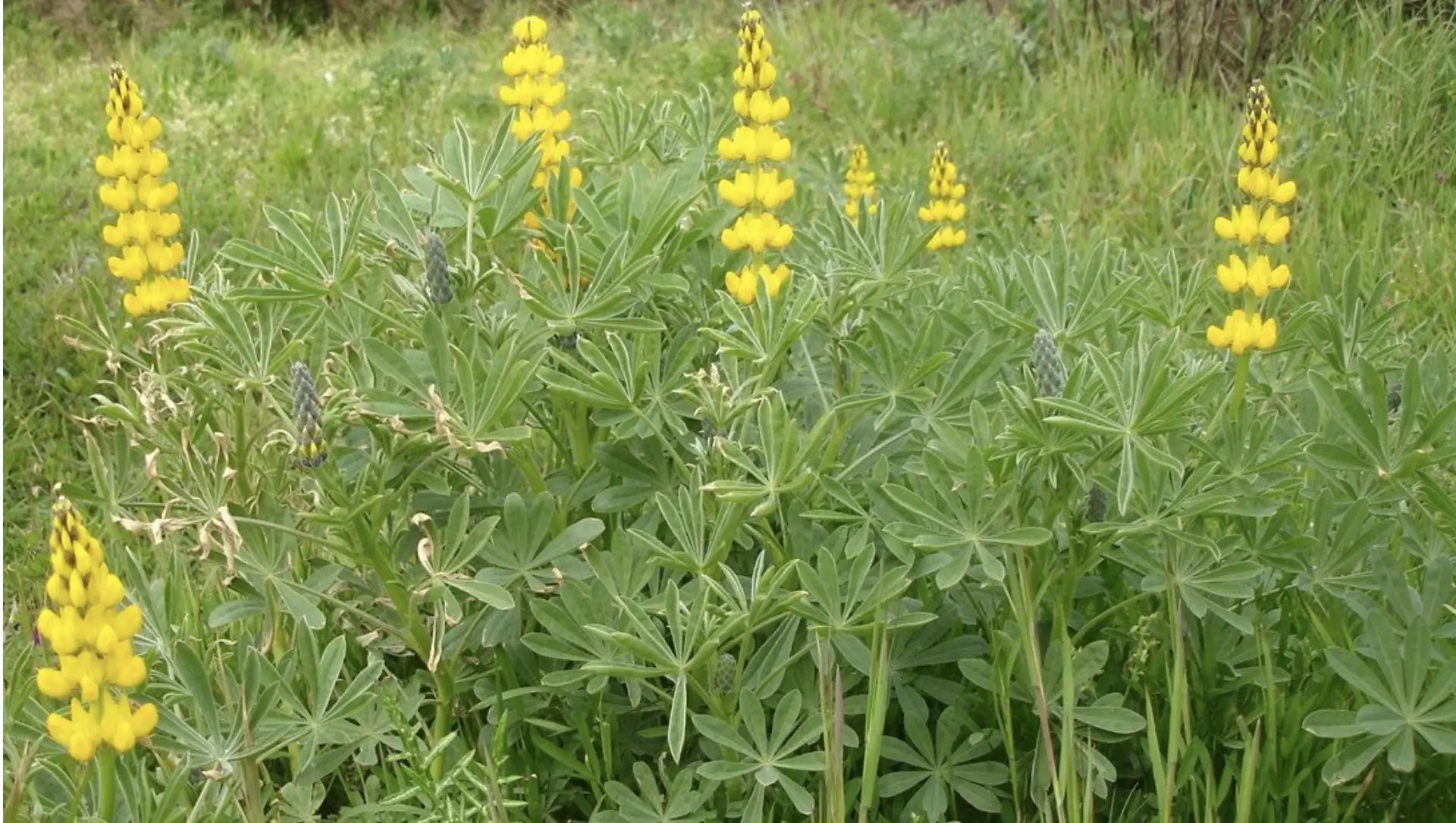 Coquetel de Adubos Verdes: A sinergia perfeita para nutrir o solo - inspiração 3