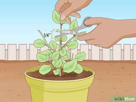 Descubra o Momento Ideal para a Primeira Poda - inspiração 1