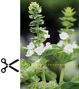 A Poda de Beliscão: O Segredo para um Manjericão Cheio e Vigoroso - inspiração 1