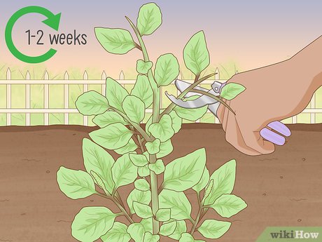 A Poda de Beliscão: O Segredo para um Manjericão Cheio e Vigoroso - inspiração 2