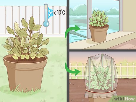 Flores no Manjericão? Saiba Por Que Você Deve Cortá-las! - inspiração 3