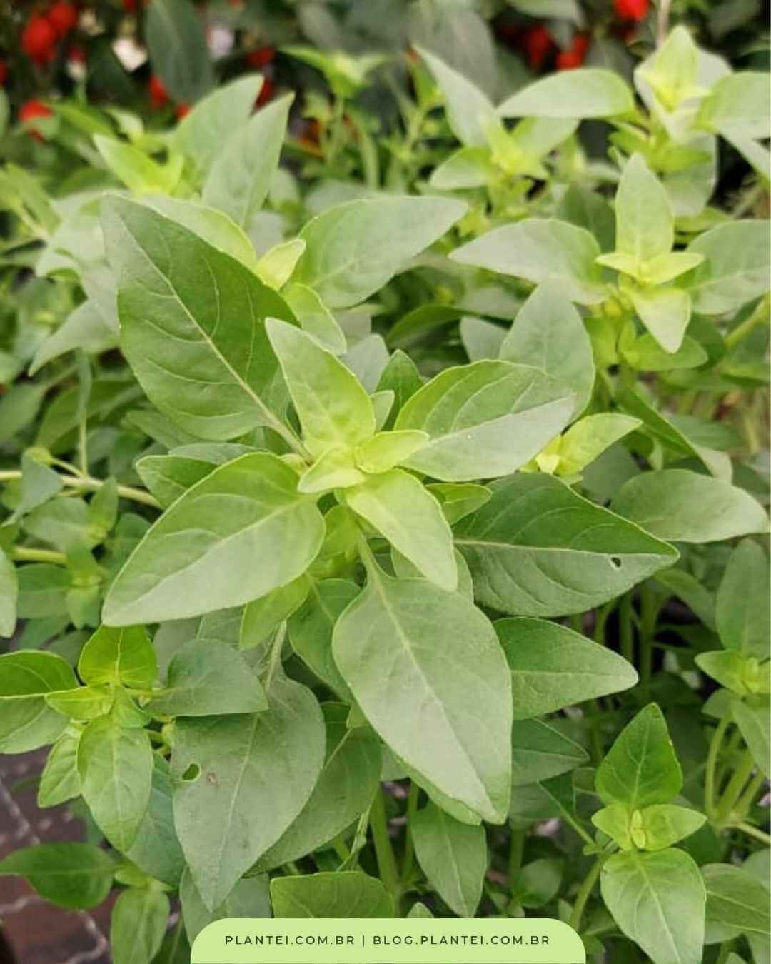 Multiplique Seu Manjericão: Transforme Podas em Novas Mudas - inspiração 3