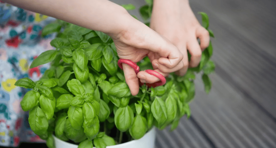 Nutrição Turbinada: Alimentando seu Manjericão Pós-Poda - inspiração 2