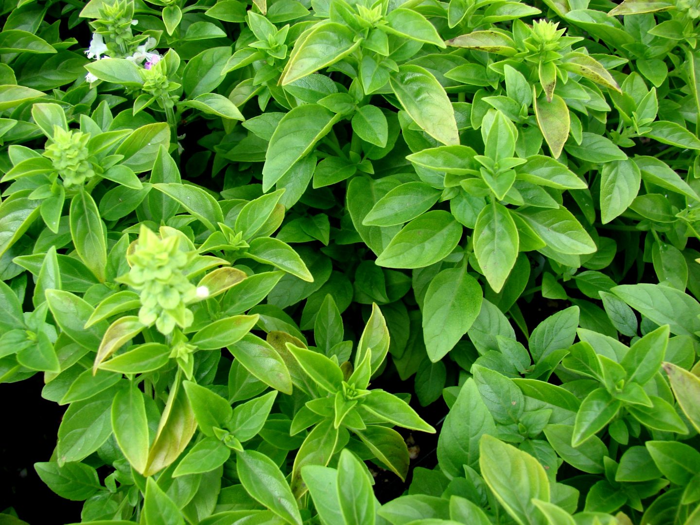 A Influência da Lua: Poda e Fases Lunares, Existe Relação? - inspiração 1