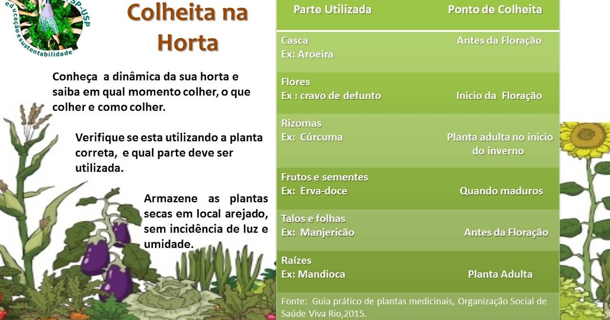Alface Fresquinha: Sinais de que Chegou a Hora da Colheita Perfeita - inspiração 2