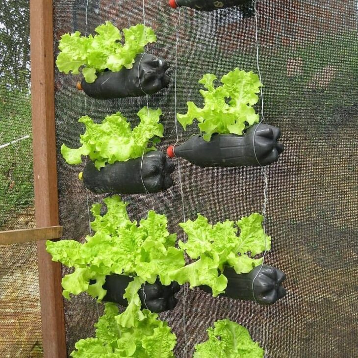 Cenoura Doce e Crocante: Descubra Quando Arrancar para um Sabor Inigualável - inspiração 3