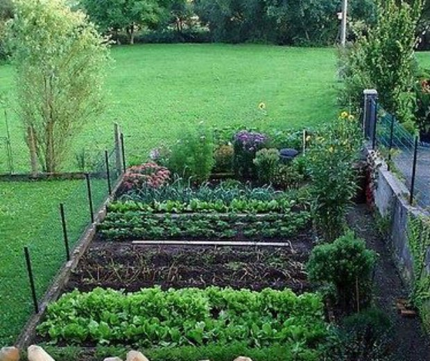 Rabanete Picante: Colha no Tamanho Ideal para uma Mordida Explosiva - inspiração 3