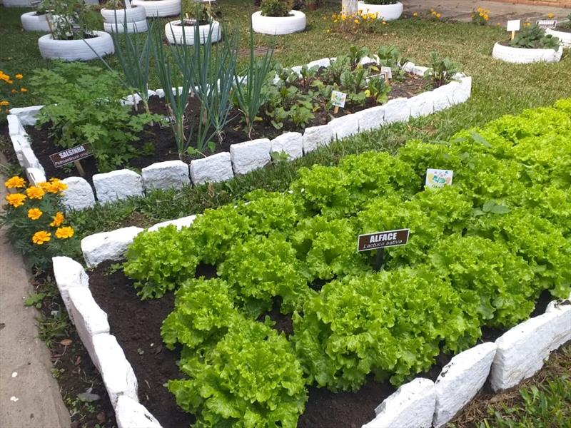 Pepino Refrescante: Dicas para Colher Antes que Amargue e Perca a Textura - inspiração 3