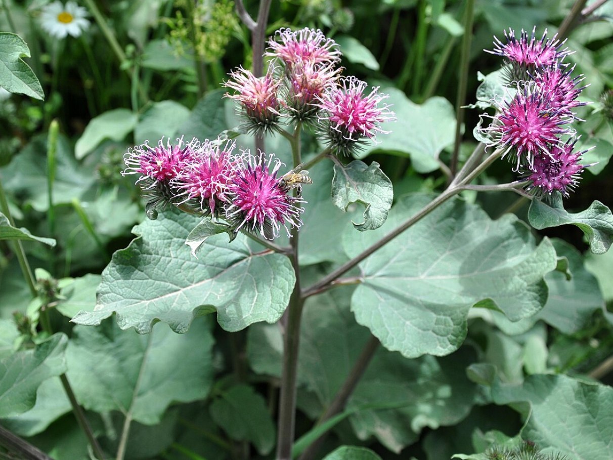 Detox Profundo: Como a Bardana Revigora seu Corpo de Dentro para Fora - inspiração 1