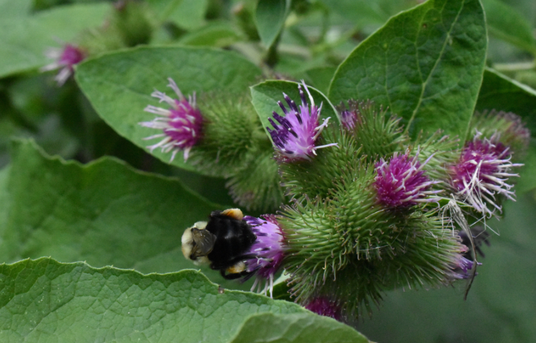 Detox Profundo: Como a Bardana Revigora seu Corpo de Dentro para Fora - inspiração 2