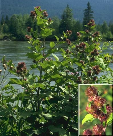 Uso Consciente: Mitos e Verdades Essenciais para Aproveitar a Bardana ao Máximo - inspiração 1