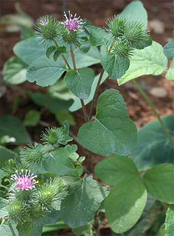 Uso Consciente: Mitos e Verdades Essenciais para Aproveitar a Bardana ao Máximo - inspiração 2