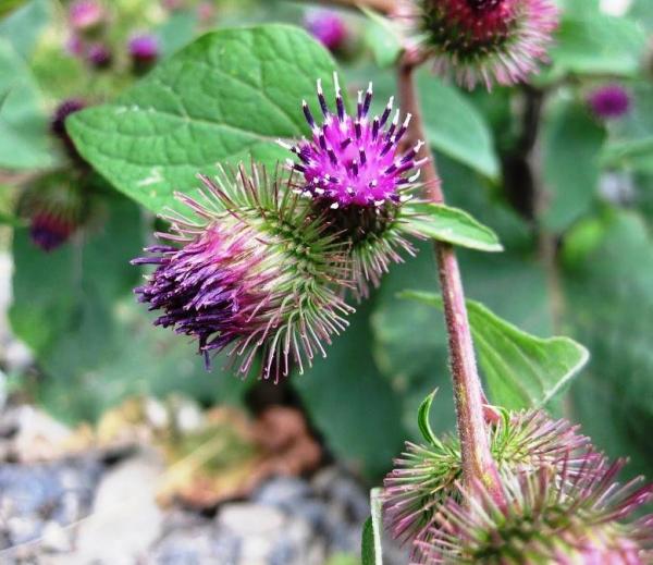 Alívio que Aquece a Alma: Bardana para Dizer Adeus às Inflamações - inspiração 3