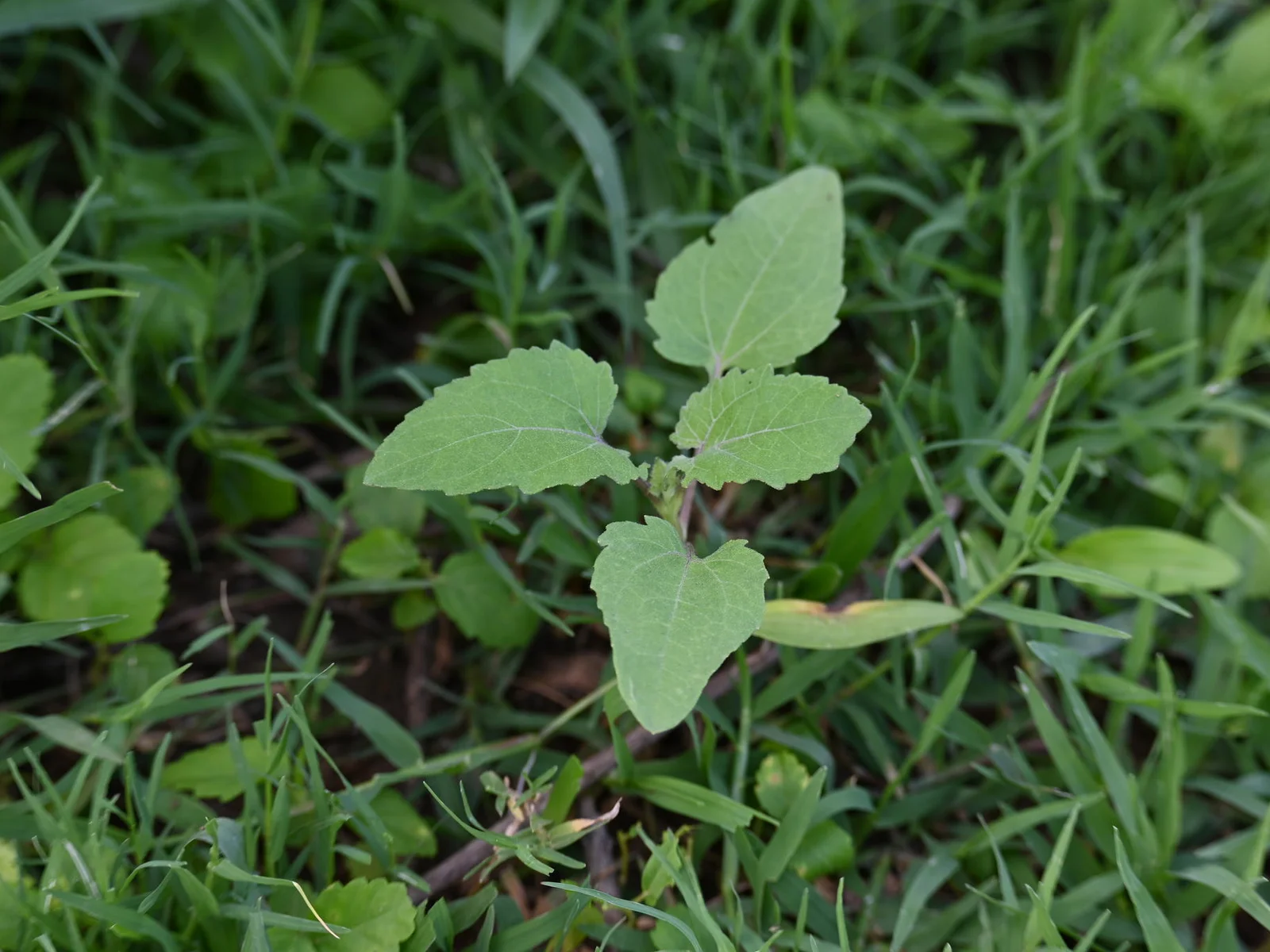 Segredo de Beleza: Bardana para uma Pele Livre de Manchas e Imperfeições - inspiração 2