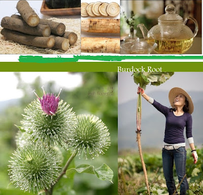 Equilíbrio na Ponta da Língua: Bardana na Harmonia do Açúcar no Sangue - inspiração 2