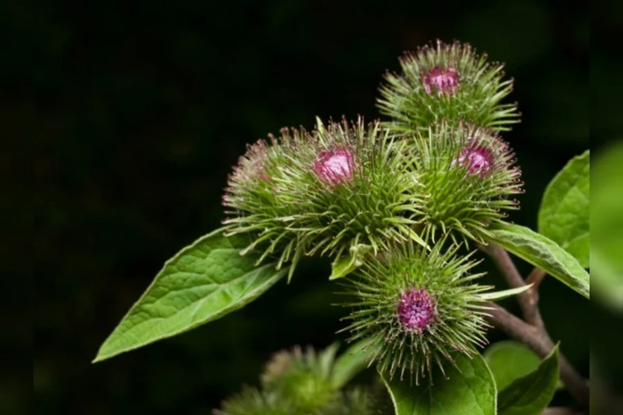 Equilíbrio na Ponta da Língua: Bardana na Harmonia do Açúcar no Sangue - inspiração 3