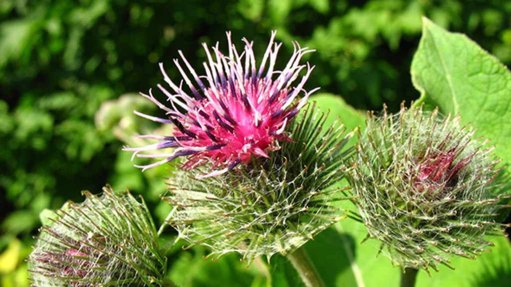 Acalmando o Estômago: Bardana para uma Digestão Leve e Sem Preocupações - inspiração 1
