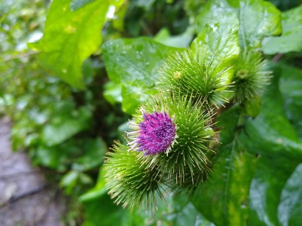 Acalmando o Estômago: Bardana para uma Digestão Leve e Sem Preocupações - inspiração 3