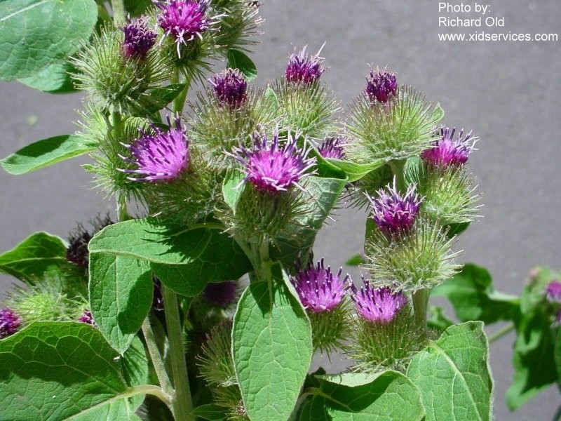 Escudo Natural: Como a Bardana Reforça suas Defesas e Fortalece a Imunidade - inspiração 2