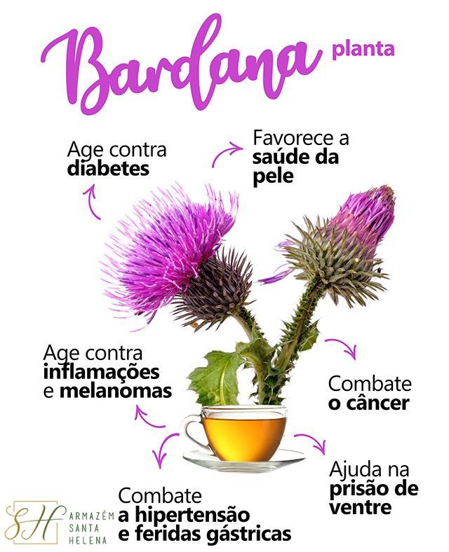 Escudo Natural: Como a Bardana Reforça suas Defesas e Fortalece a Imunidade - inspiração 3
