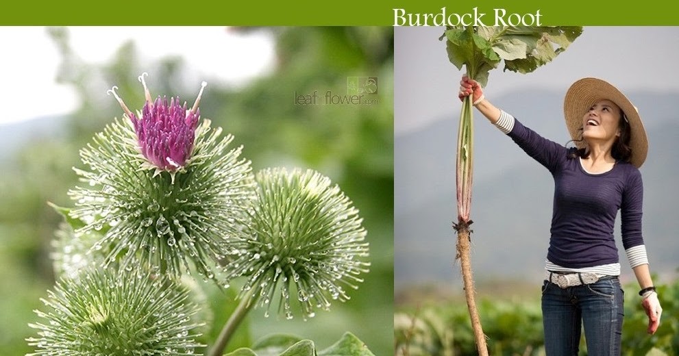 Sabores da Horta: Dicas Simples para Levar a Bardana para Sua Mesa com Prazer - inspiração 3