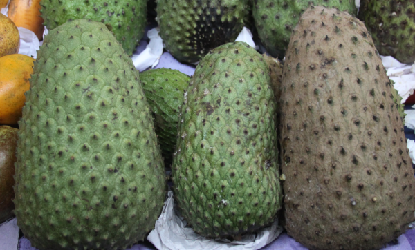 Como as Acetogeninas da Graviola Agem nas Células Cancerígenas (em Laboratório) - inspiração 2