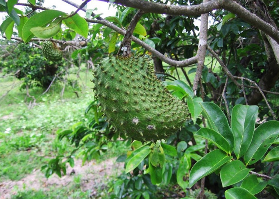 Por que a Falta de Estudos Clínicos em Humanos é Crucial - inspiração 1