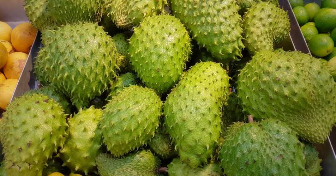 Os Riscos Neurológicos do Consumo Excessivo de Graviola: Sintomas e Prevenção - inspiração 1