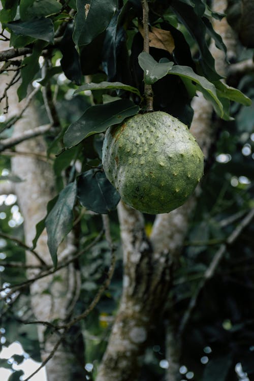 Suplementos de Graviola: Quando e Como Utilizar (Com Cautela) - inspiração 2