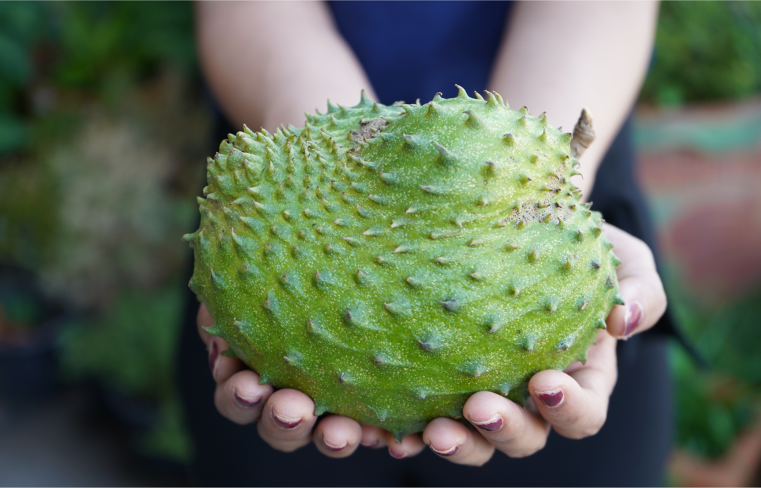 O Papel do Oncologista: Por Que Consultar Antes de Usar Graviola - inspiração 1