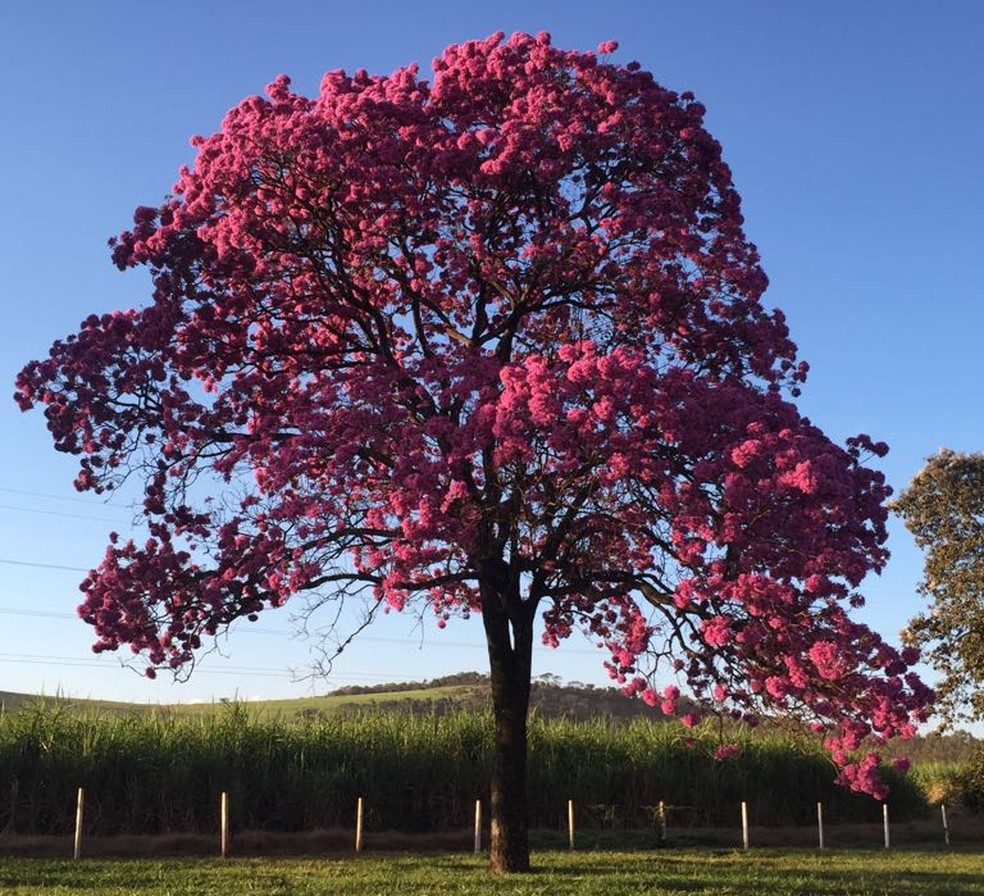 O Papel do Oncologista: Por Que Consultar Antes de Usar Graviola - inspiração 2